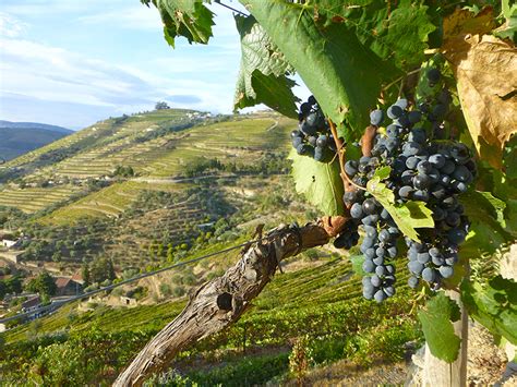 Porto: Full-Day Tour To The Wine Region Of Douro Valley | experitour.com