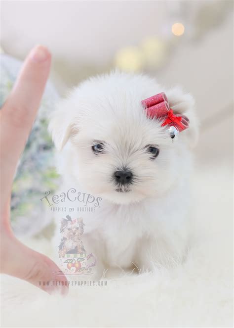 Teacups Puppies Maltese Available Teacup Puppies Boutique