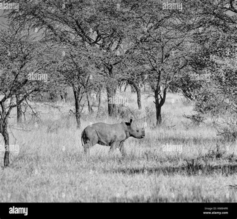 A Male White Rhinoceros Calf In Southern African Savanna Stock Photo