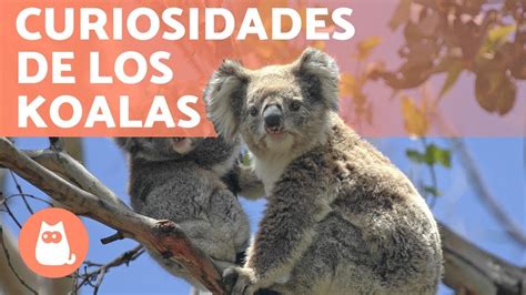 Curiosidades Que No Sab As De Los Koalas Desc Brelas Youtube