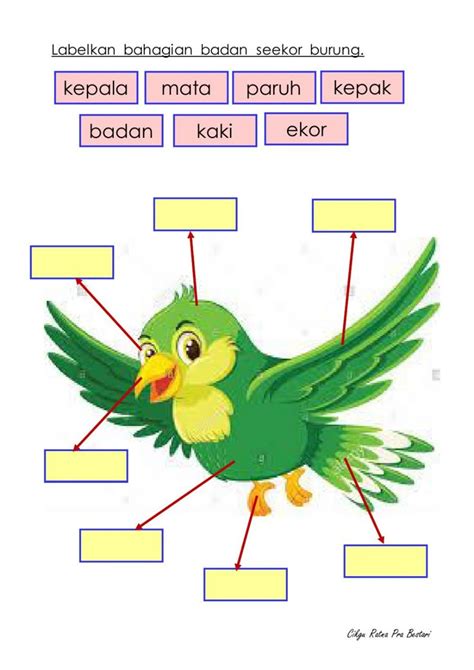 Anggota Badan Burung Worksheet