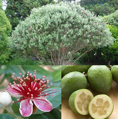 Feijoa Pineapple Guava 10 Pot Hello Hello Plants