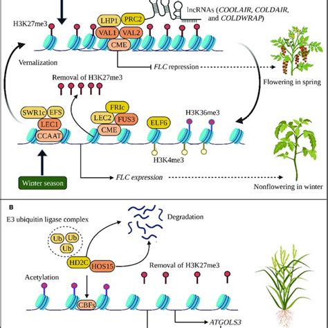 PDF Epigenetic Stress Memory A New Approach To Study Cold And Heat