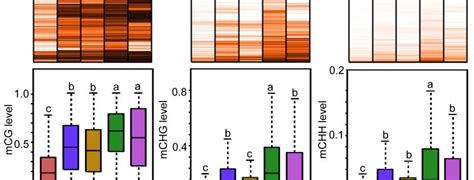 Ape2 Acts In Dna Demethylation Plantae