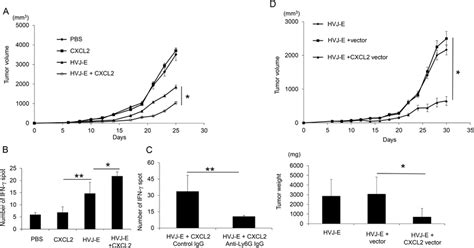 Enhancement Of Ctl Activity Against Melanoma With The Combination Of