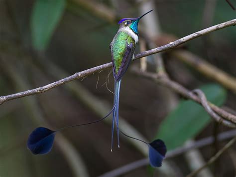 Introducir Imagen Colibri Cola De Espatula Viaterra Mx