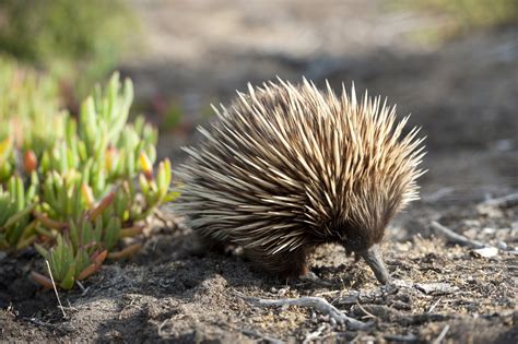 Nature and Wildlife - Kangaroo Island official website | Authentic Kangaroo Island