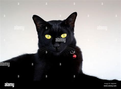 Cat Black Portrait Solid Black Cat Yellow Eyes Stock Photo Alamy