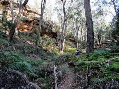 Ferntree Gully Circuit Near Rylstone Nsw Hiking Scenery