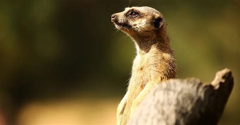 'Meerkat Manor' Narrator: You'll Hear a Familiar Voice in the Revival