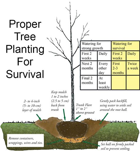 Treeplantingdiagramweb Pelican Island Audubon Society