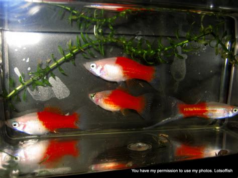 Red White Swordtail A Connecticut Swordtail Breeder