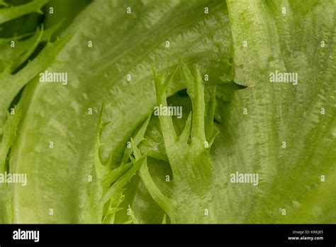 Fresh Lettuce Texture Stock Photo Alamy