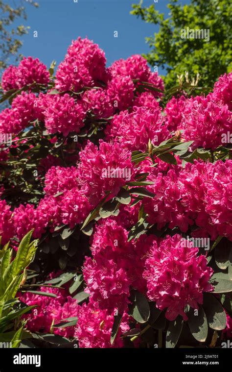 Primer Plano De Flores De Rododendros De Color Rosa Brillante En Verano