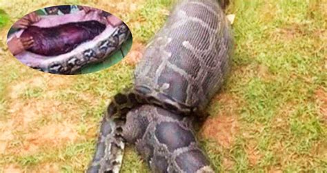 Fazendeira Desaparecida E Encontrada Morta Dentro De Cobra Altinhoshow