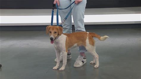 Furry Friends Friday Chance