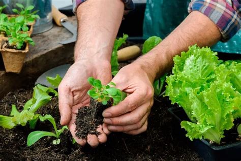 Taller De Huerta Urbana Familiar En Rada Tilly