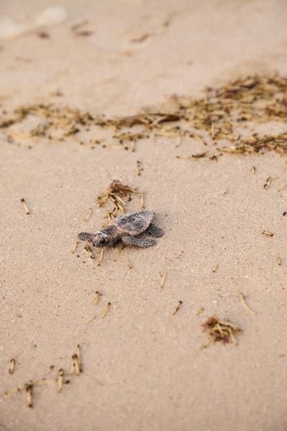 Premium Photo Hatchling Baby Loggerhead Sea Turtles Caretta Caretta