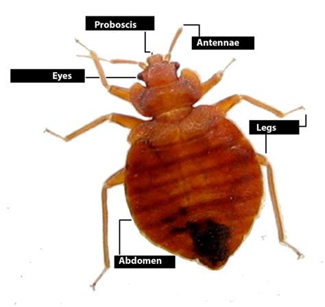 How To Identify Bed Bugs In Your Home Bed Bugs Northwest