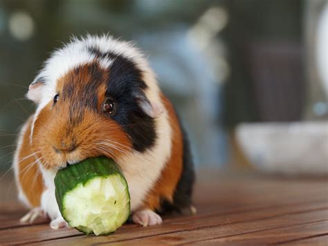 What To Do When Your Guinea Pig Is Overweight Guineadad