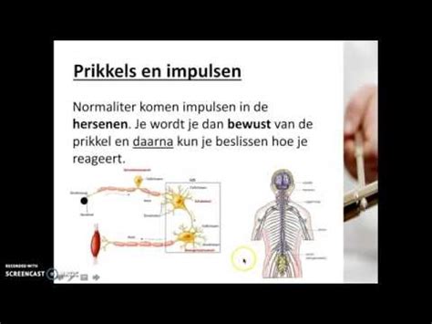 Reflexen | Videoplatform | Scholieren.com