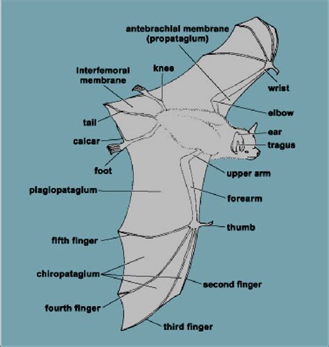 4 External Features Of The Bat Download Scientific Diagram