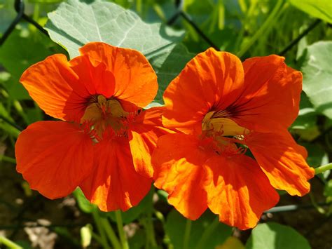 Des Fleurs Comestibles Au Potager Le Potager Permacole