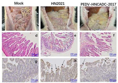 Lesions And IHC Of Small Intestinal Tissue Sections From Piglets