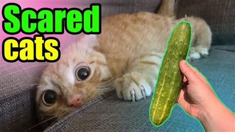 Why Cats Afraid Of Cucumbers Cats Scared Of Cucumber Compilations