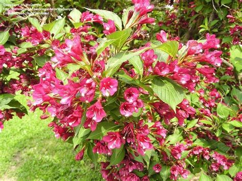 PlantFiles Pictures: Weigela 'Bristol Ruby' (Weigela florida) by MsDanyel