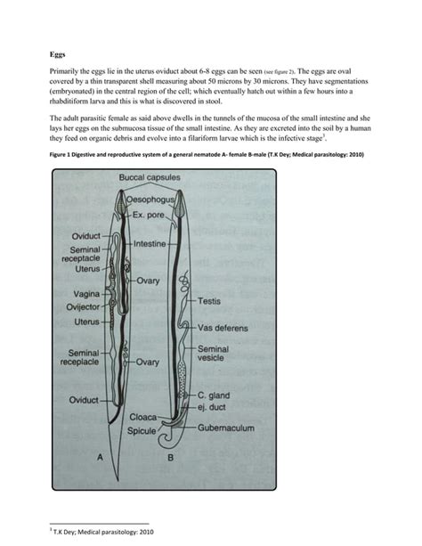 Brief Description Of Nematode Strongyloides Stercoralis And Its Pathogenesis Pdf