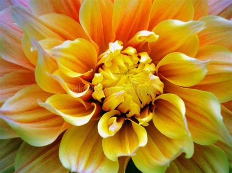 Dahlia Pinnata The National Flower Of Mexico Stock Photo Image Of