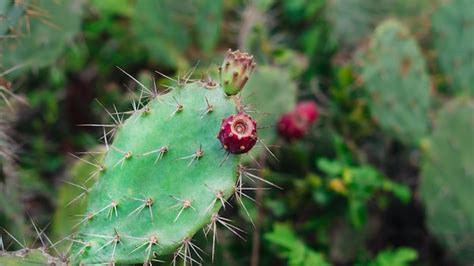 Premium Photo Wild Asia Cacti Opuntia Or Prickly Pear Tuna Sabra