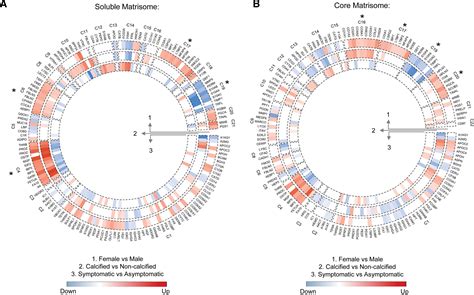 Proteomic Atlas Of Atherosclerosis The Contribution Of Proteoglycans To Sex Differences Plaque