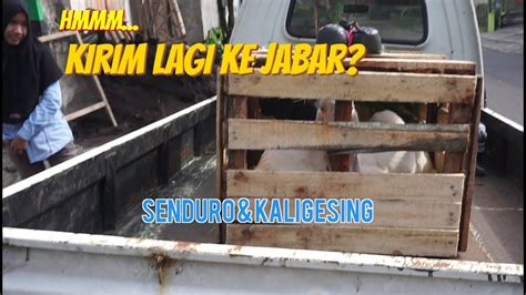 Pengiriman Kambing Etawa Kaligesing Senduro Tujuan Banten 9 Februari