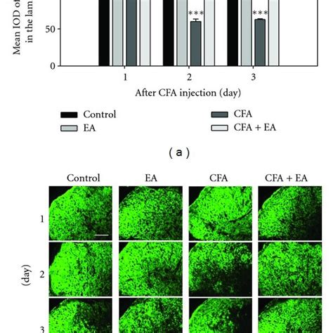 Western Blot A And Rt Pcr Analysis B For Glast And Glt In The