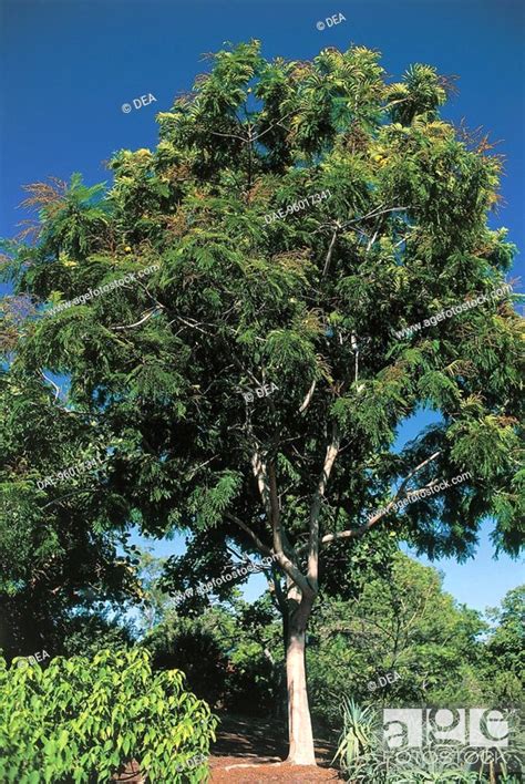 Euphorbiaceae Trees