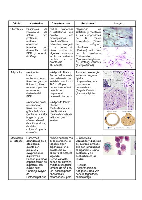 Células del Tejido Conjuntivo Célula Contenido Características