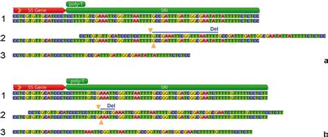 Scielo Brasil Molecular Characterization Of The 5s Rdna Non Transcribed Spacer And