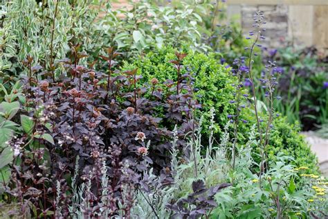 10 Dramatic Plants With Dark Foliage Bbc Gardeners World Magazine