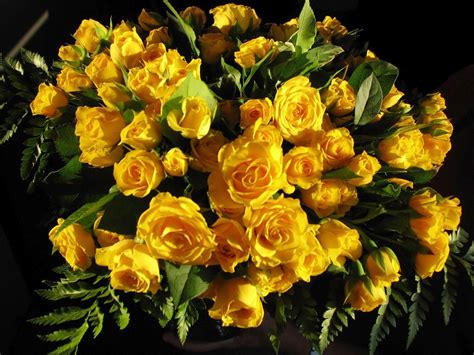 Bouquet of yellow rose HD wallpaper | Wallpaper Flare