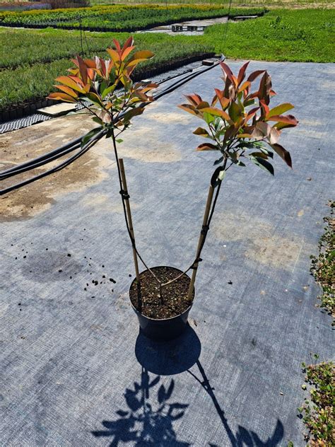 Photinia fraseri Red Robin Bi törzses 50 cm JozsaKert hu