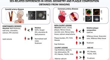 Sex Related Differences In Coronary And Carotid Vessel Geometry Plaque Composition And Shear
