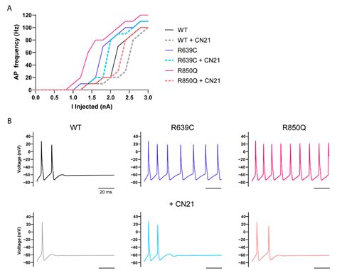 Cells Free Full Text Camkii Inhibition Attenuates Distinct Gain Of Function Effects Produced