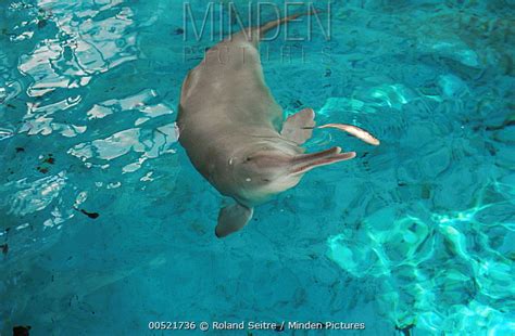 Yangtze River Dolphin stock photo - Minden Pictures