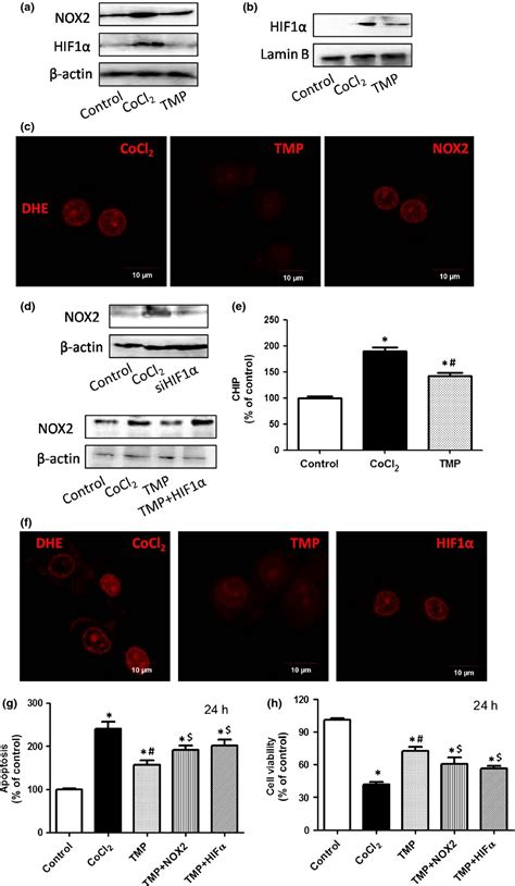 Tetramethylpyrazine Inhibits Cocl Induced Neurotoxicity Through