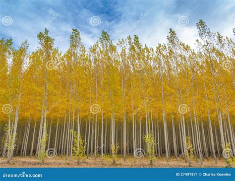 Poplar Tree Farm In Full Autumn Colors Stock Image Image Of Farm