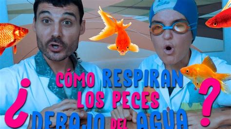 Por qué los peces pueden respirar bajo el agua