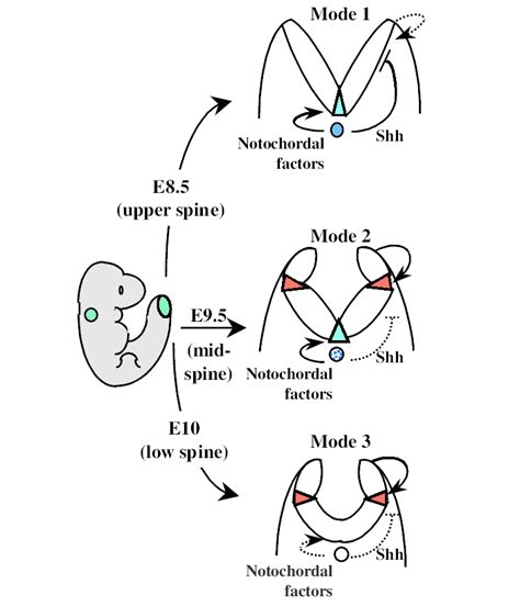 Proposed interactions regulating neural tube closure at three ...