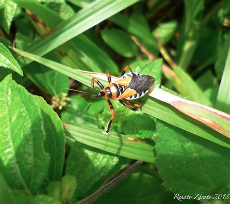Bee-Killer Assassin Bug | Project Noah